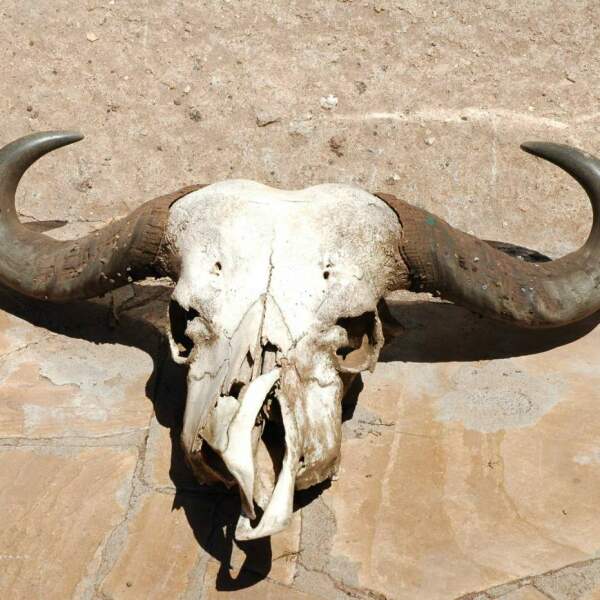 Motorradreisen Afrika Transafrika-Motorradtour Frühstück Abendessen